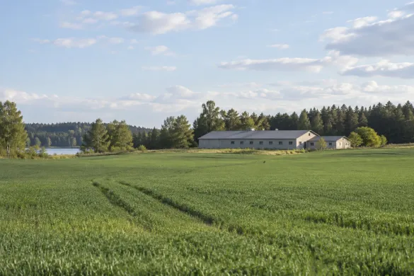 Gröna odlingsfält och ekonomibyggnad på landsbygd under ljus himmel